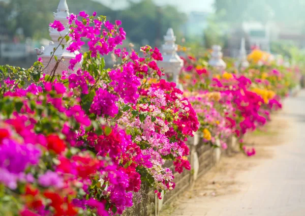 Színes Virágok Bougainvillea Utcán — Stock Fotó