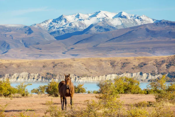Άλογο Βοσκότοπους Στα Βουνά Νέα Ζηλανδία — Φωτογραφία Αρχείου