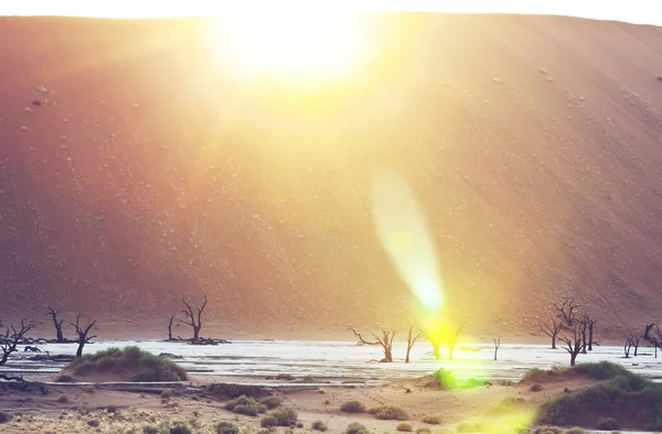 Dunes Halott Akác Fák Namib Sivatagban Dead Vlei Sossusvlei Namíbia — Stock Fotó