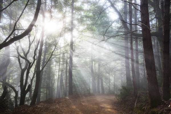 Zonnige Balken Het Bos Bij Zonsondergang — Stockfoto