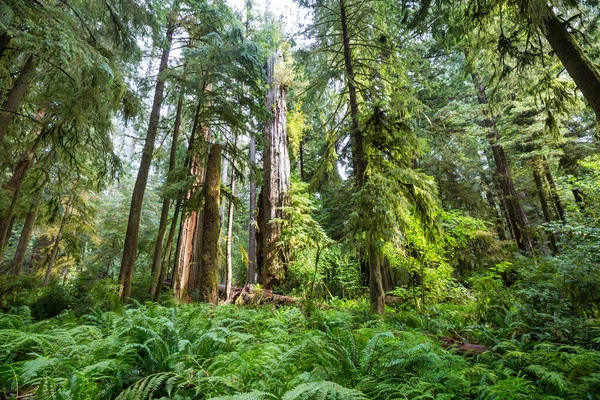 Foresta Estiva All Alba Ispirante Sfondo Estivo — Foto Stock