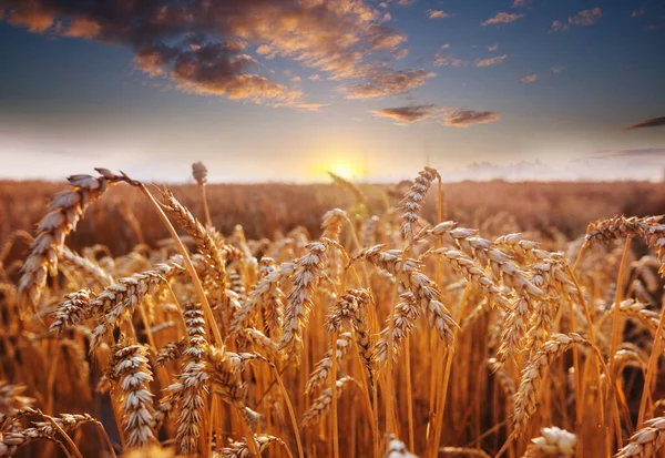 麦畑近くで撃たれた 小麦の穂が自然界で育つ — ストック写真