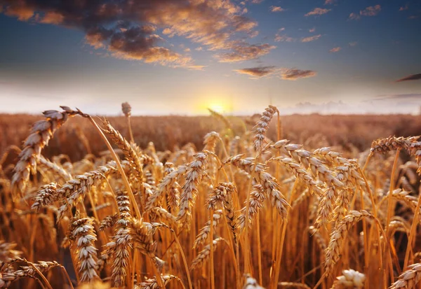 Vetefält Närbild Skjuten Mogna Veteöron Växer Naturen — Stockfoto