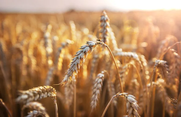 Пшеничное Поле Крупным Планом Спелые Колосья Пшеницы Растут Природе — стоковое фото