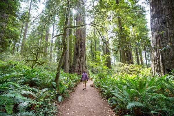 Sequoias Bos Het Zomerseizoen — Stockfoto