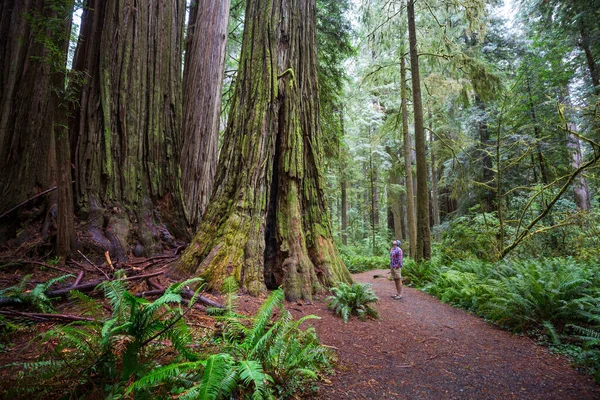 Forêt Séquoias Saison Estivale — Photo