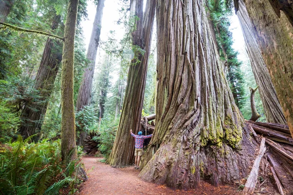 Las Sequoias Sezonie Letnim — Zdjęcie stockowe