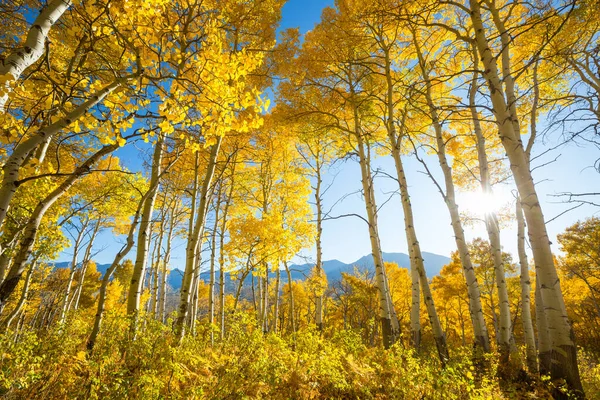 Barevná Slunečná Lesní Scéna Podzimním Období Žlutými Stromy Jasného Dne — Stock fotografie