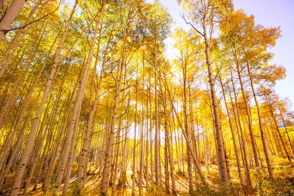 Scène Forêt Ensoleillée Colorée Automne Avec Des Arbres Jaunes Par — Photo