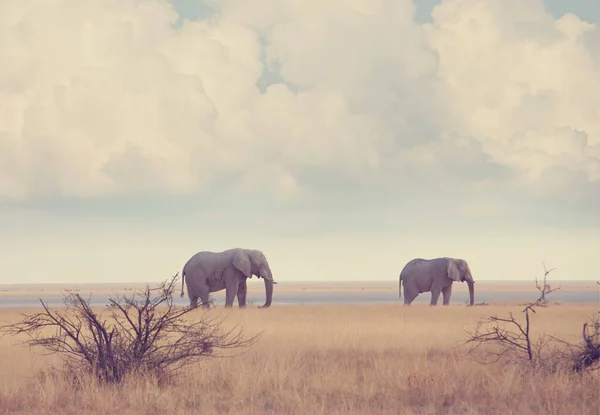 Elephants African Savannah Travel Adventure Background — Stock Photo, Image