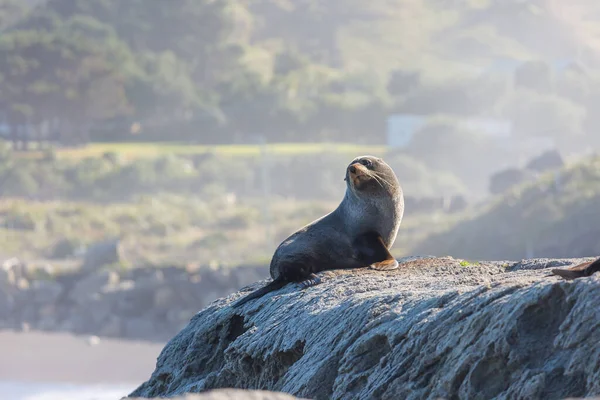 Bastante Relajante Foca Playa Nueva Zelanda — Foto de Stock