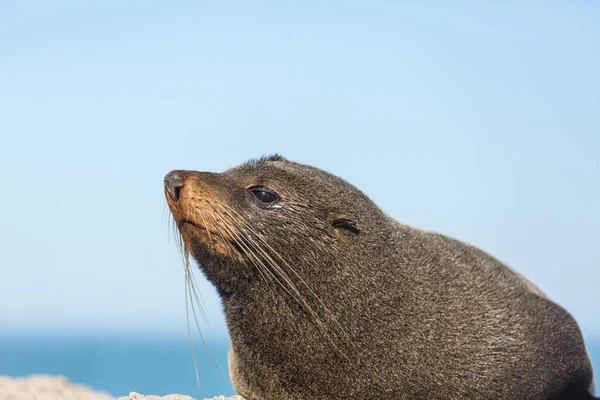 Ganska Avkopplande Tätning Stranden Nya Zeeland — Stockfoto