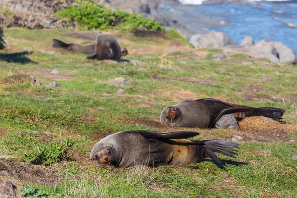 Jolie Phoque Relaxant Sur Plage Nouvelle Zélande — Photo