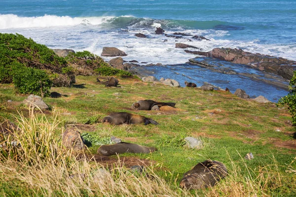 在海滩上很放松的海豹 新西兰 — 图库照片