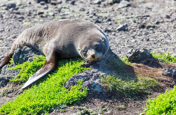 Ganska Avkopplande Tätning Stranden Nya Zeeland — Stockfoto