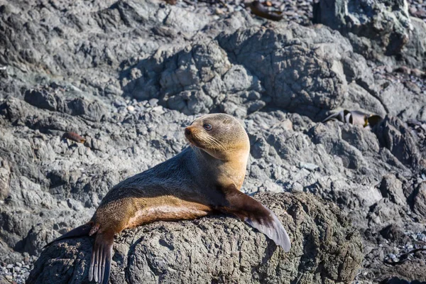 Pěkný Relaxační Těsnění Pláži Nový Zéland — Stock fotografie