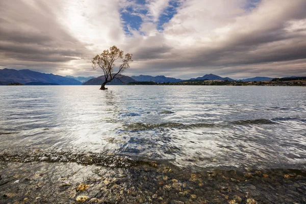 Berömda Wanaka Träd Inne Sjön Wanaka Nya Zeeland — Stockfoto