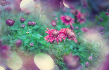 Güzel çiçeklerin yakın çekimi. Çiçek arkaplanı için uygun.