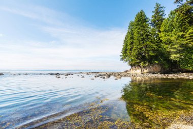 Vancouver Adası 'ndaki okyanus plajı, British Columbia, Kanada