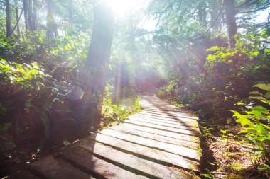 Vancouver Adası 'ndaki yağmur ormanı, British Columbia, Kanada