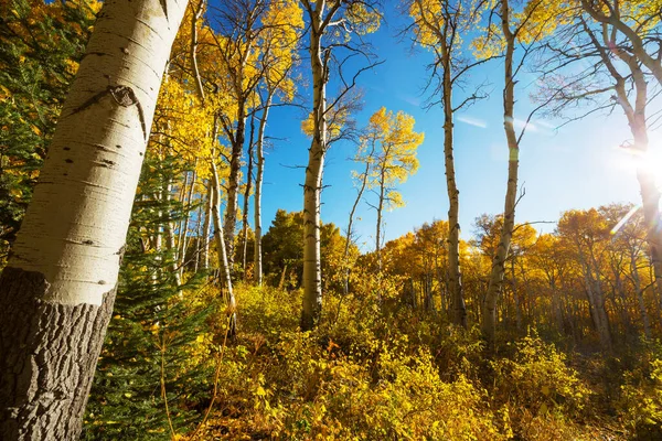 Colorida Escena Bosque Soleado Temporada Otoño Con Árboles Amarillos Día —  Fotos de Stock