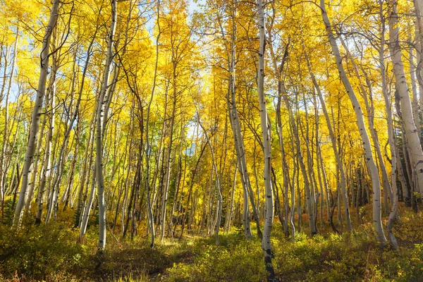 Sonbahar Mevsiminde Açık Havada Sarı Ağaçlarla Güneşli Bir Orman Sahnesi — Stok fotoğraf