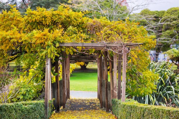นไม นสวยงามในสวนฤด ใบไม — ภาพถ่ายสต็อก
