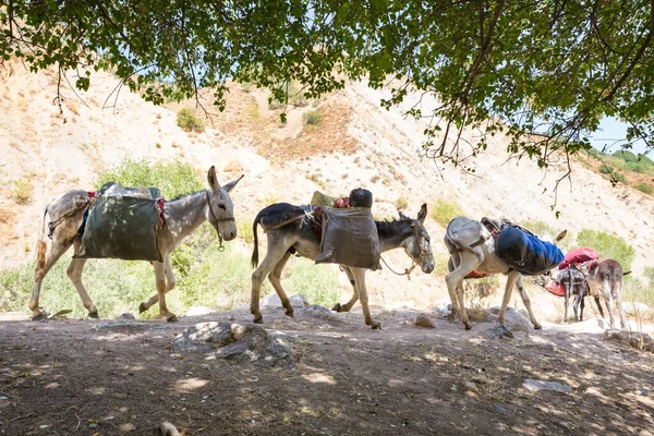 Caravane Ânes Dans Montagne Fann Tadjikistan — Photo
