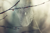 Pókháló őszi háttér