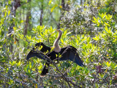 American Anhinga, Everglades Ulusal Parkı, Florida