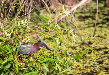 Yeşil balıkçıl, Everglades Ulusal Parkı, Florida