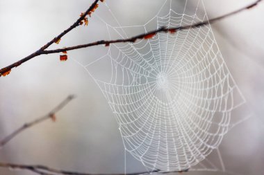 Sonbahar arka planında örümcek ağı