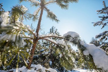 Kış mevsiminde karla kaplı orman manzarası. Noel arkaplanı için iyi.