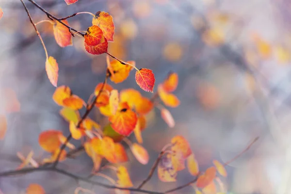 Colorful Yellow Leaves Autumn Season Close Shot Suitable Background Image — Stock Photo, Image