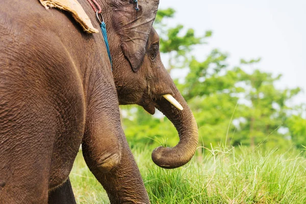 Baby Elephant Chitvan National Park Nepal — Stock Photo, Image