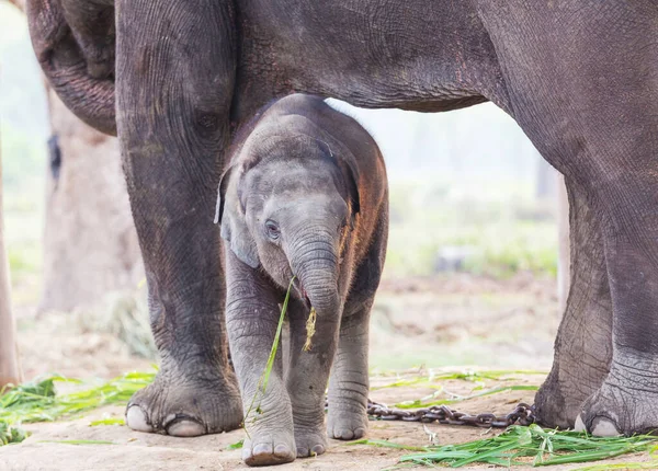 Elefante Neonato Nel Parco Nazionale Chitvan Nepal — Foto Stock