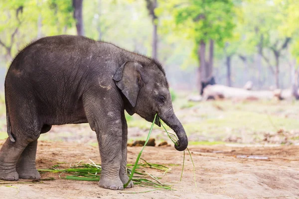 Elefante Neonato Nel Parco Nazionale Chitvan Nepal — Foto Stock