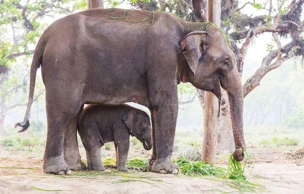 Elefante Neonato Nel Parco Nazionale Chitvan Nepal — Foto Stock