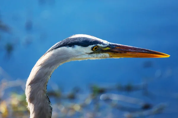 Velká Modrá Volavka Pózující Floridských Mokřinách — Stock fotografie