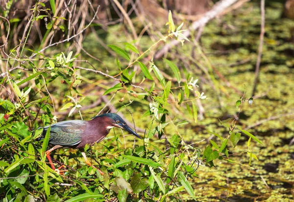 Zielona Czapla Park Narodowy Everglades Floryda — Zdjęcie stockowe