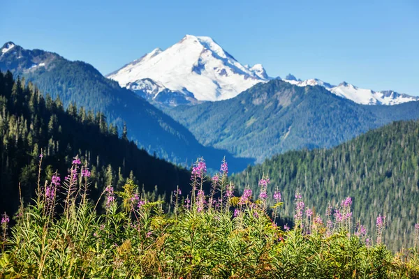 晴れた日に山の牧草地 自然の夏の風景 — ストック写真