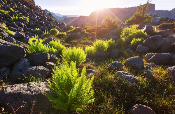 Bergweide Zonnige Dag Natuurlijke Zomerlandschap — Stockfoto