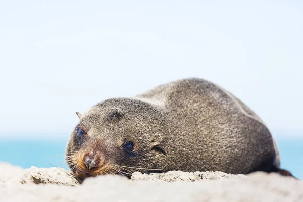 Bastante Relajante Foca Playa Nueva Zelanda — Foto de Stock