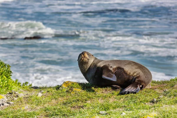 Bastante Relajante Foca Playa Nueva Zelanda — Foto de Stock