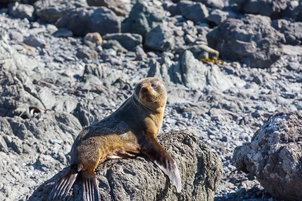 Jolie Phoque Relaxant Sur Plage Nouvelle Zélande — Photo