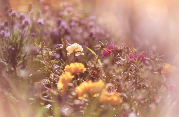 Incredibili Fiori Freschi Nel Giardino Estivo — Foto Stock