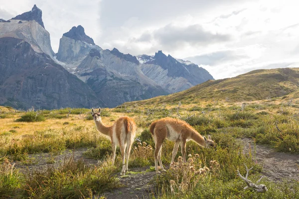 Vilda Guanaco Lama Guanicoe Patagonien Prärien Chile Sydamerika — Stockfoto