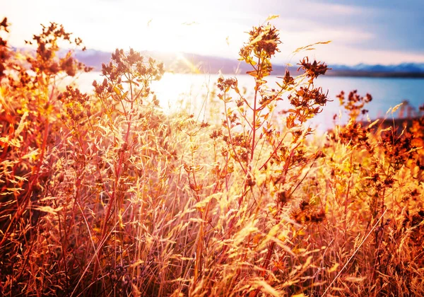 Güneşli Bir Günde Dağ Çayırı Doğal Yaz Manzarası — Stok fotoğraf