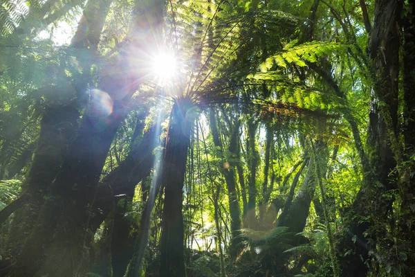 Τροπικό Δάσος Ζούγκλας Της Νέας Ζηλανδίας Πράσινο Φυσικό Υπόβαθρο — Φωτογραφία Αρχείου