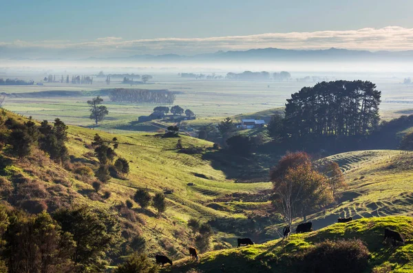 Όμορφο Αγροτικό Τοπίο Της Νέας Ζηλανδίας Καταπράσινους Λόφους Και Δέντρα — Φωτογραφία Αρχείου
